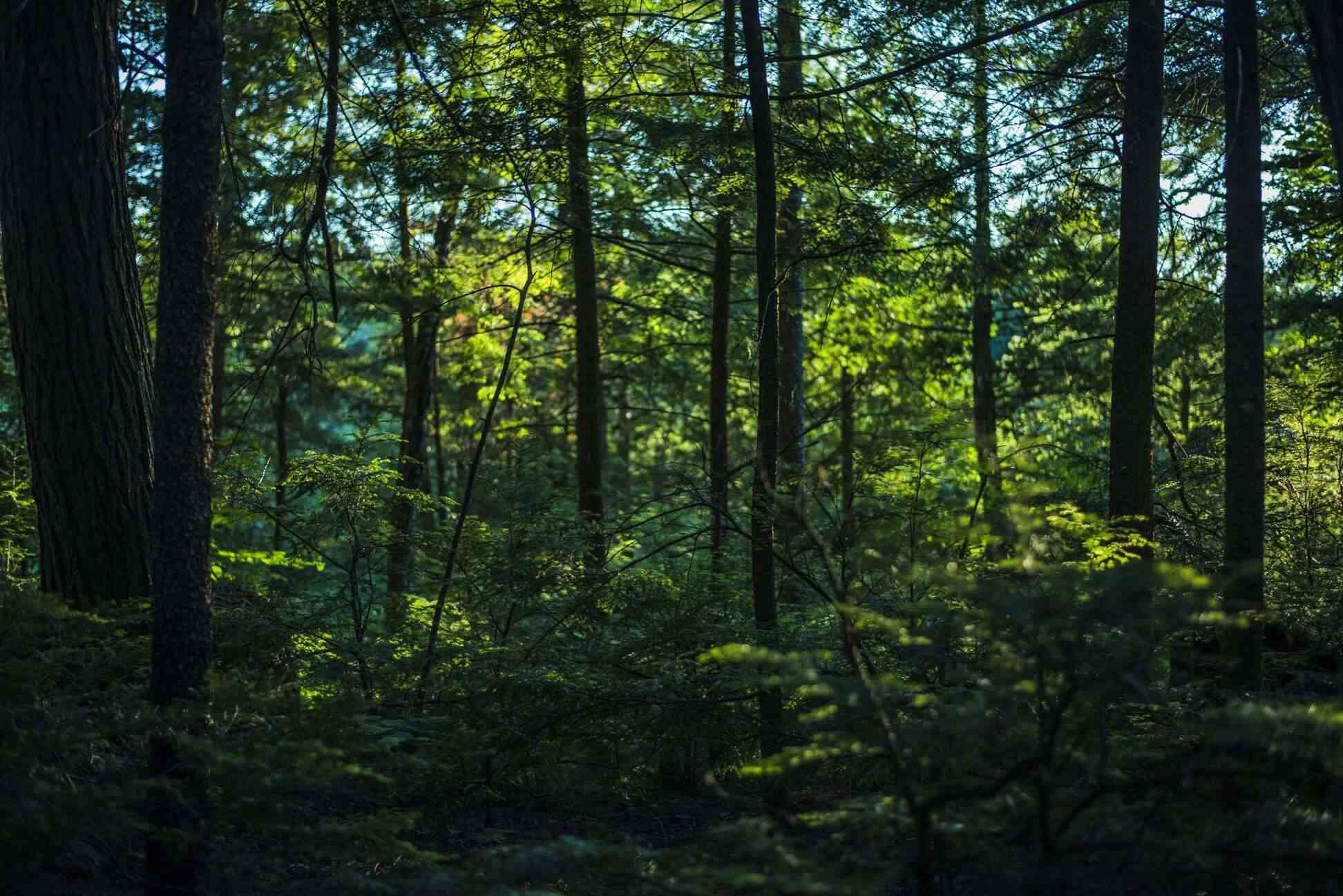 Bannière d'accueil du site Essuie-Tout lavable, foret durable et écologique qui montre l'importance du développement durable