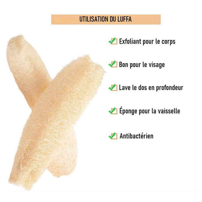 Éponge Courge Luffa - Essuie-Tout-Lavable